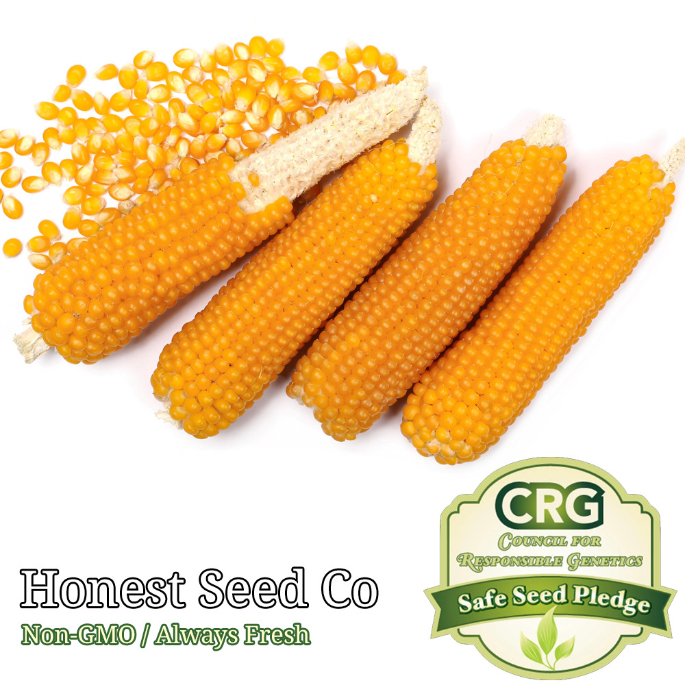 Yellow POPCORN Corn Seeds for planting | Non-GMO | UNTREATED | Bulk Garden Seeds