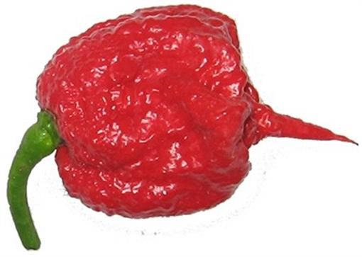 Worlds Hottest Carolina Reaper Pepper Seeds [10 Seeds] Rare HP22BNH 2.2mil SHU