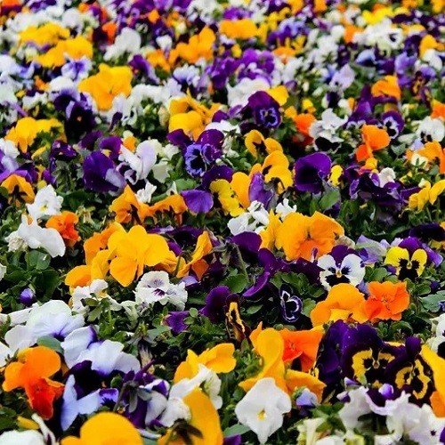 Pansy Swiss Giants Mixed Colors Seeds Organic, Non-GMO Viola Wittrockiana Roggli