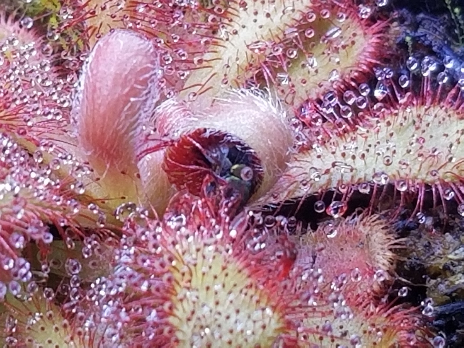 Drosera venusta Seeds – Carnivorous Sundew Plant – Very easy to grow!