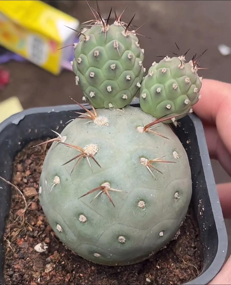 Tephrocactus Geometricus Paper Spine Cactus, Unrooted Cutting Succulent