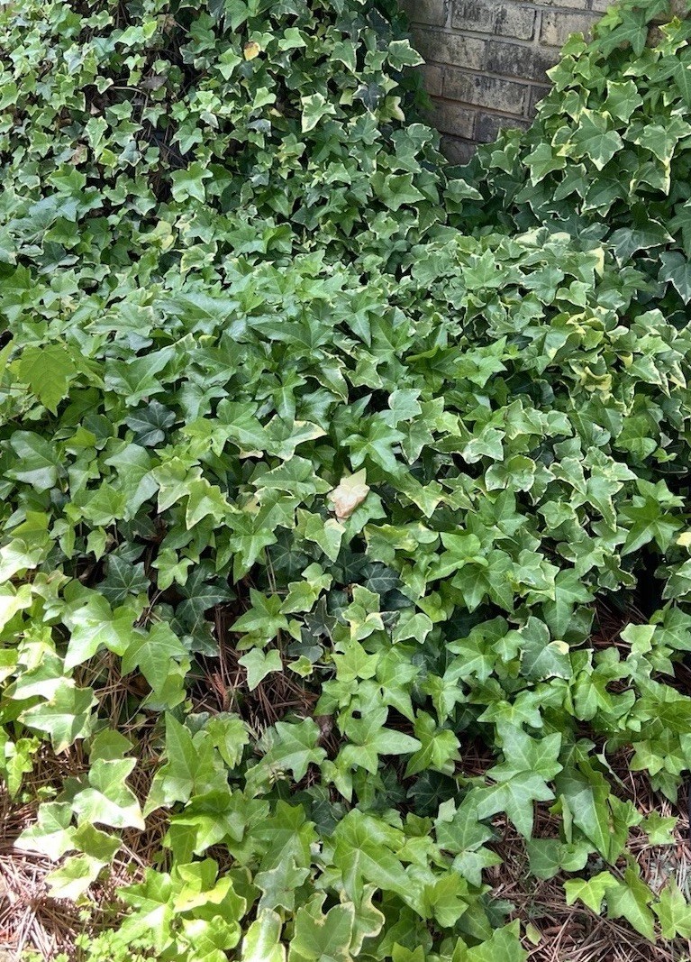 10 English Ivy Aerial Roots Live Plants,Ground Cover,Living Wall,Pot,Patio,Fast