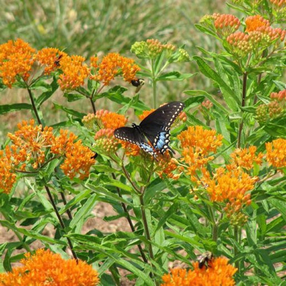 Asclepias Butterfly Organically Growns Pleurisy Tuberosas Milkweed 10 Bare Roots