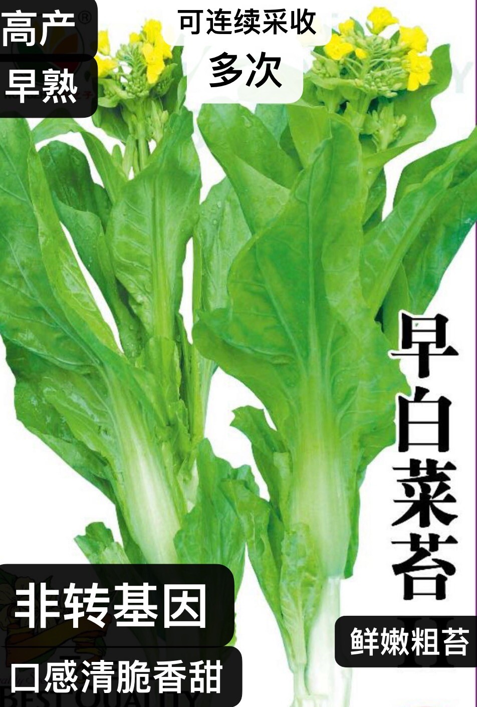 300+ early bok choy tai seeds 300多粒早白菜苔种子 2023年产新种子