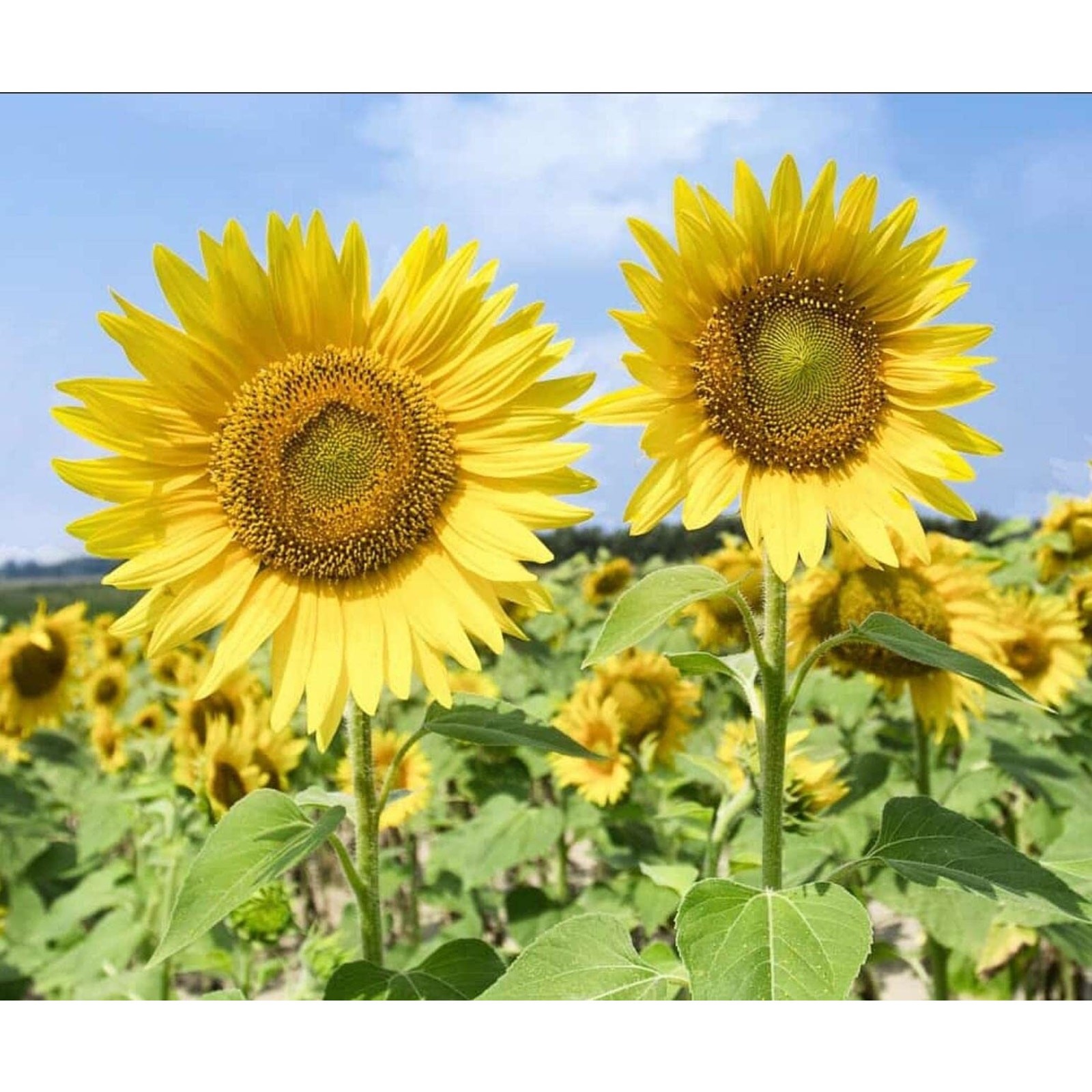 Mammoth Grey Stripe Sunflower Heirloom Seeds Great for Cut Flower – 25 seeds