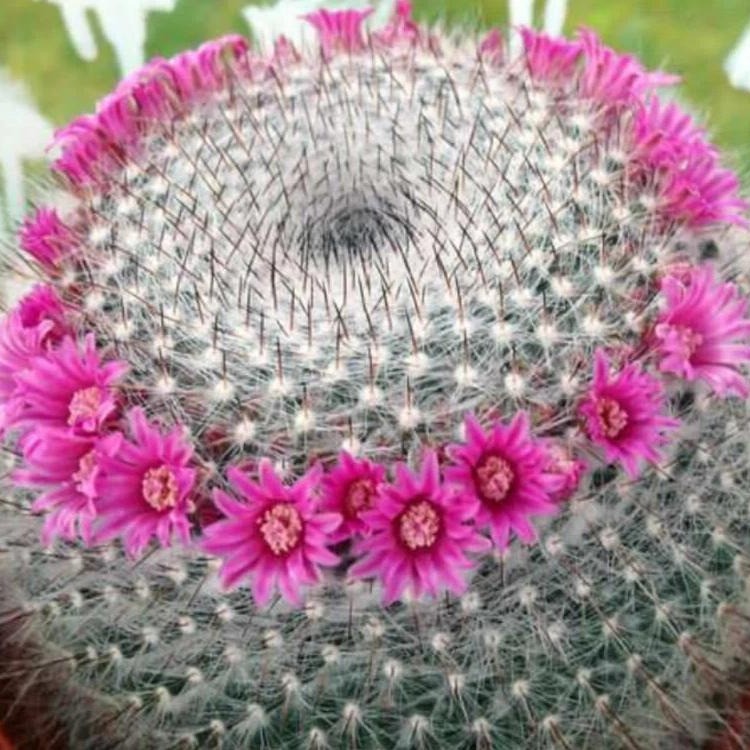 Mammillaria hahniana Old Lady Cactus Cactiand exotica Rare Succulent Plant