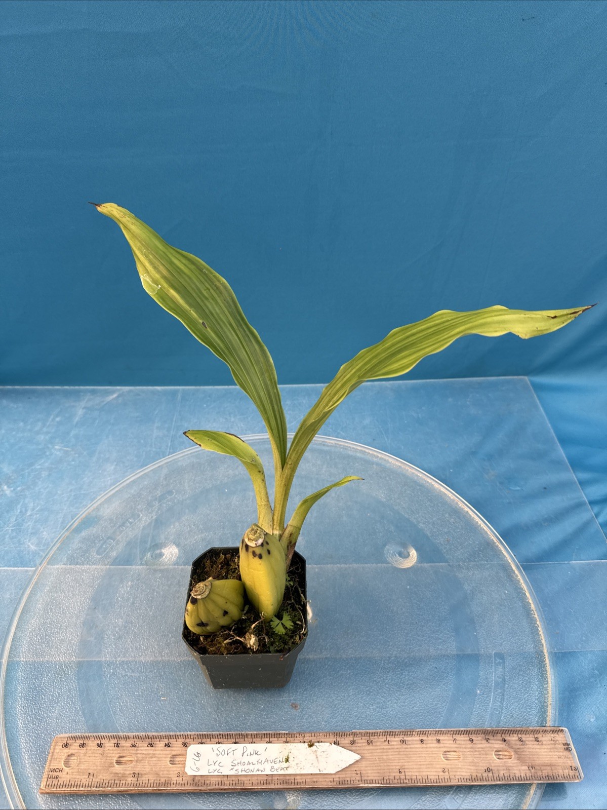 Lycaste Soft Pink White Red Exact Bloom Size Orchid Hybrid 2.5” Pot