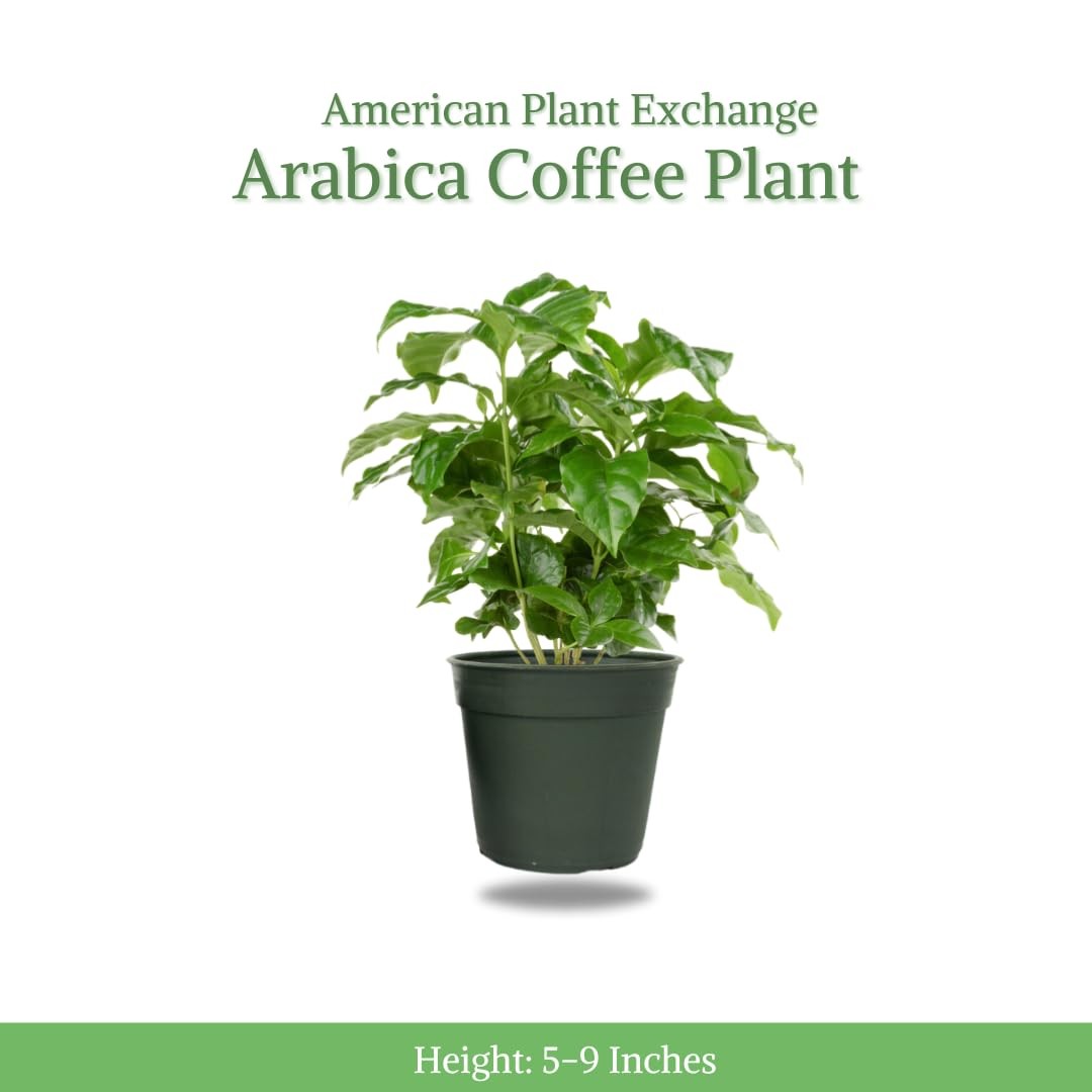 American Plant Exchange Arabica Coffee 3 Pack Fuit Producing Live Plants Three