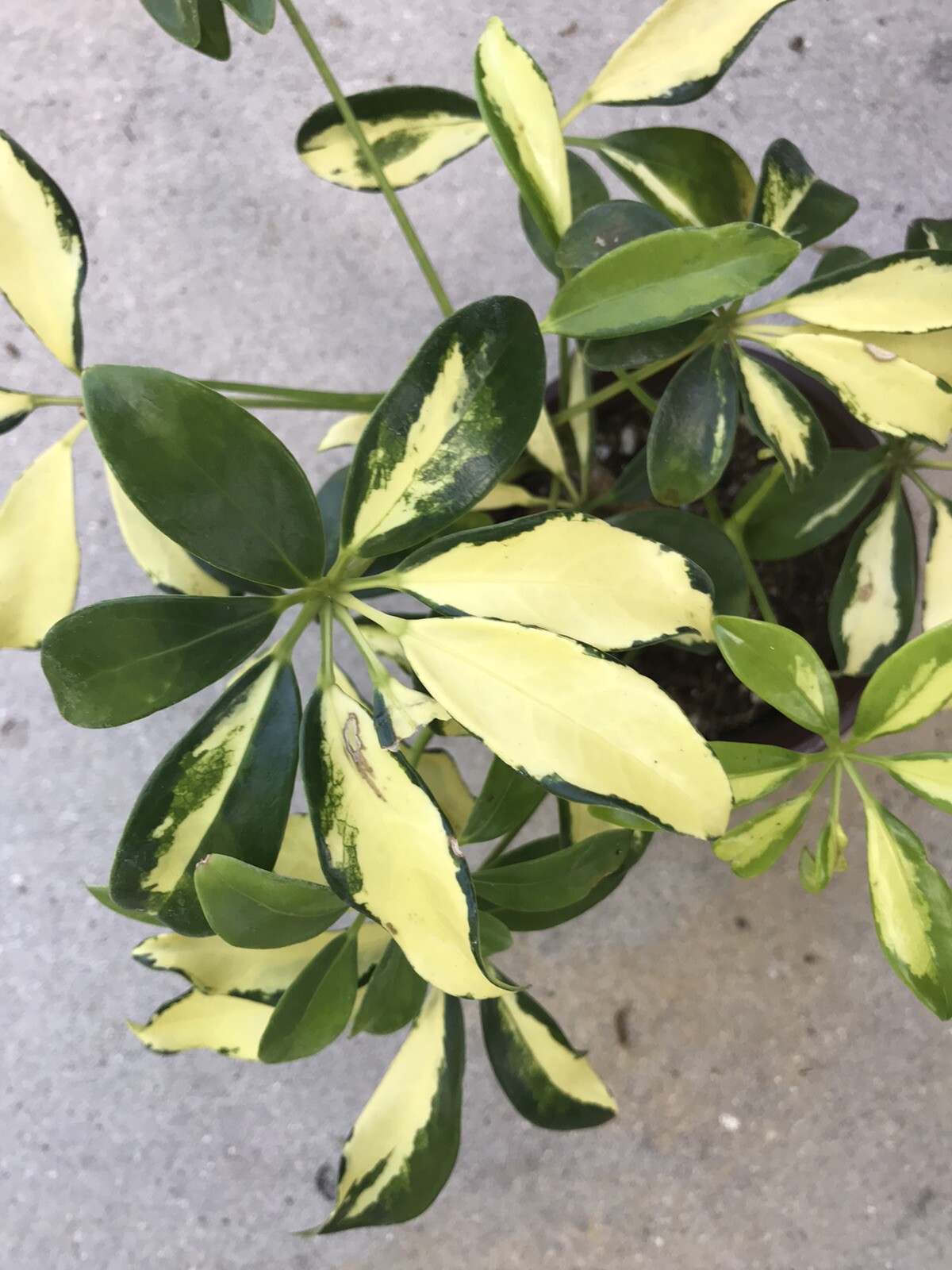 umbrella plant Medium Size