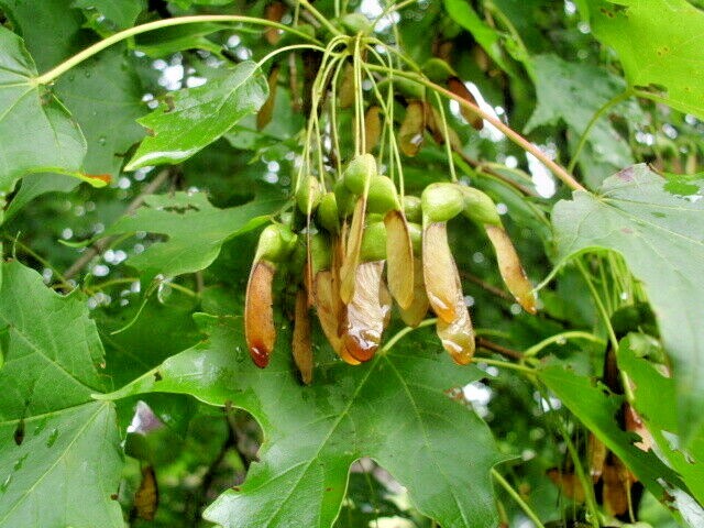 20 BONFIRE SUGAR MAPLE SEEDS – Acer saccharum ‘Bonfire”
