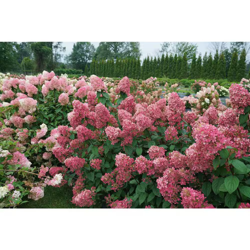 2 Gal. Fire Light Hydrangea (Hydrangea Paniculata) Live Flowering Plant with Cre