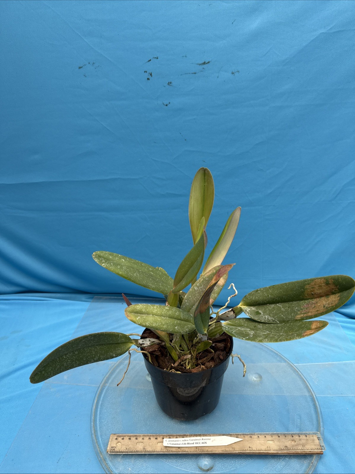 Cattleya jenmanii Rubra Fragrant Species Orchid 7” Pot SHEATH + 3 New Growths