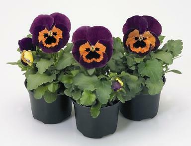 Pansy Inspire+ Purple-Orange 250 seeds