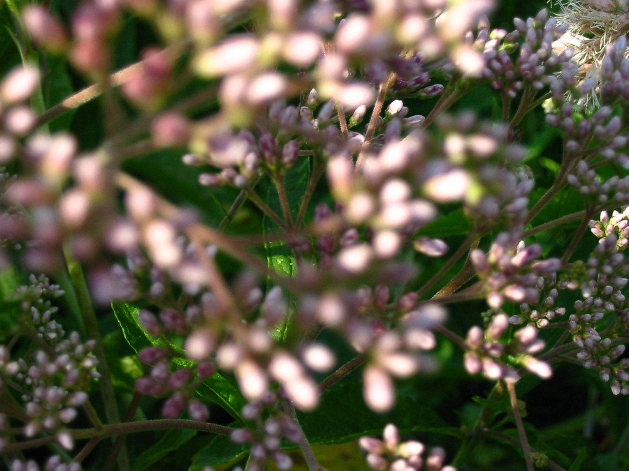 joe pye weed PINK perennial BUTTERFLIES 165 seeds! GroCo USA* BUY 15=SHIPS FREE