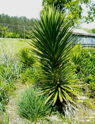 Spanish Bayonet (Yucca aloifolia) One Live Rooted Youth Sized Plant