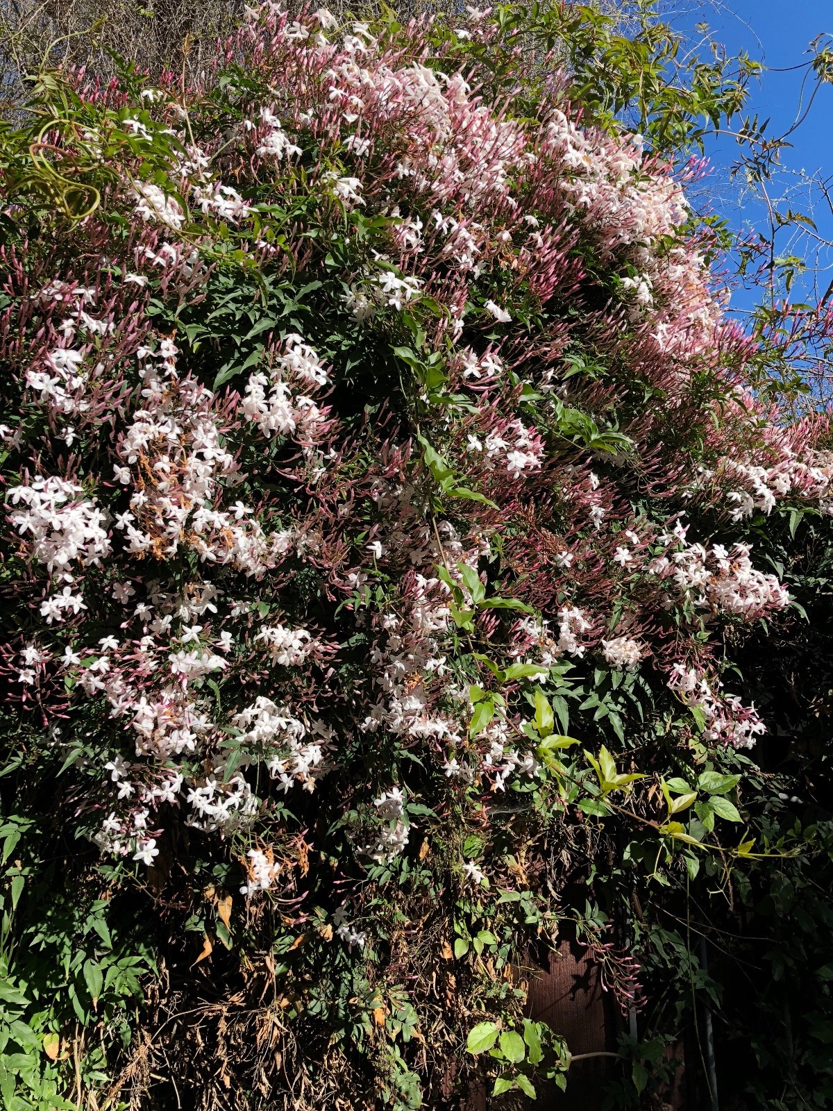 2 Butterfly Vines Jasmine Combo: Organic Live USA Star + Polyanthum Cuttings