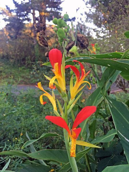 Canna speciosa | Wild Canna Lily | Red and Yellow Canna | 10 Seeds