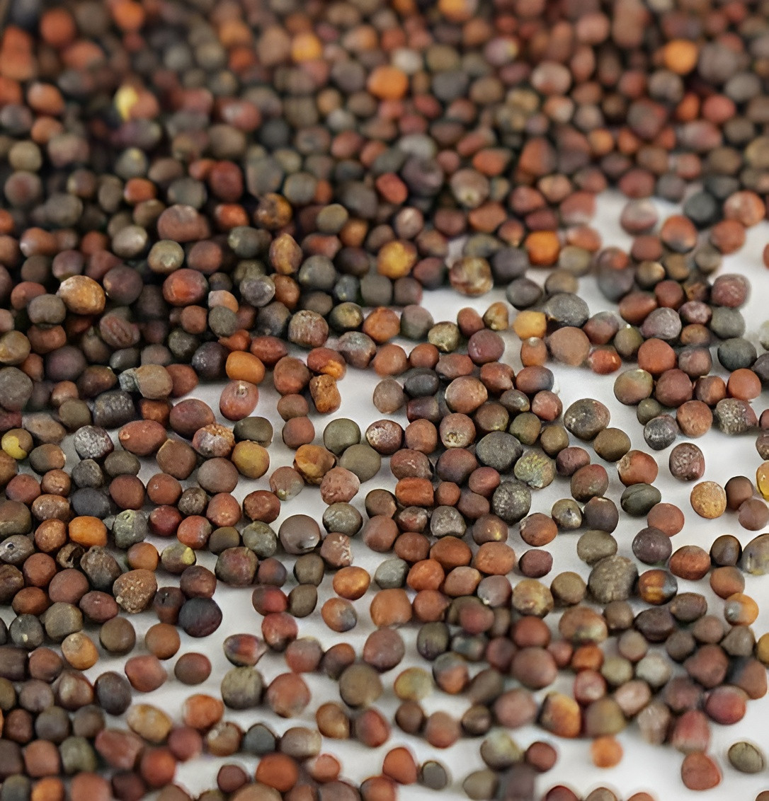 600 Heirloom Waltham 29 Brocolli Seeds – Winter Garden Favorite – NonGMO Organic