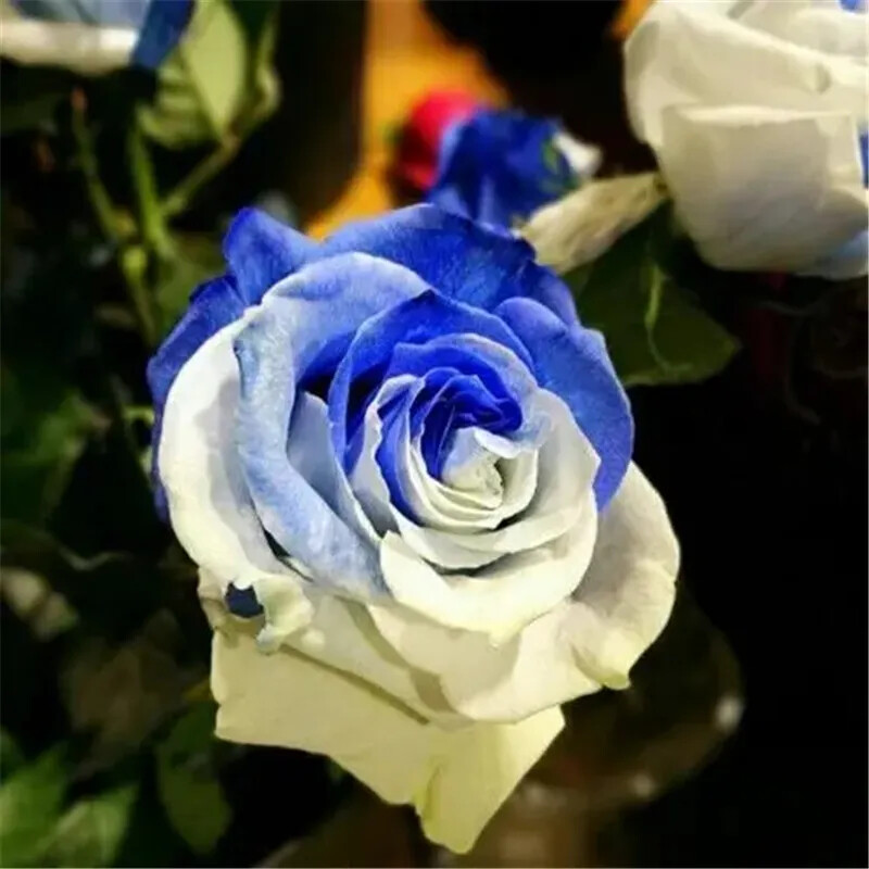 20 EXOTIC RARE ROSE SEEDS home garden flower plant bush diy sun Rosas hybrid tea