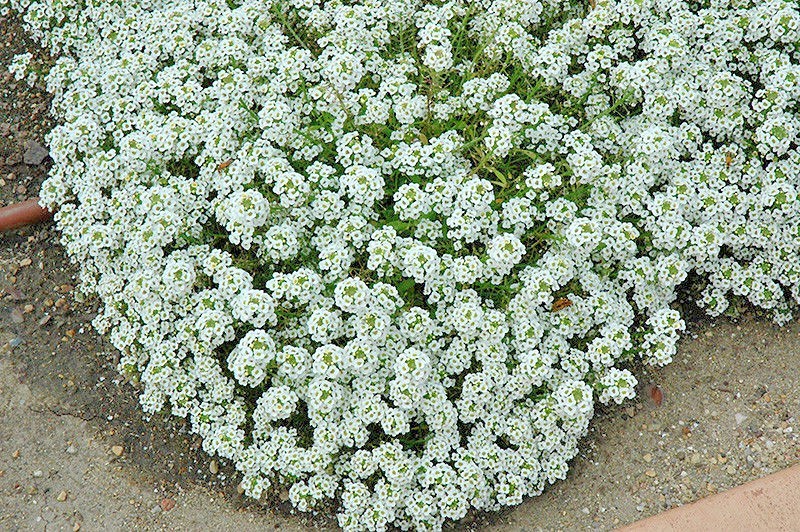 1501+TALL SWEET ALYSSUM Flower Seeds Drought Heat Groundcover Container Easy