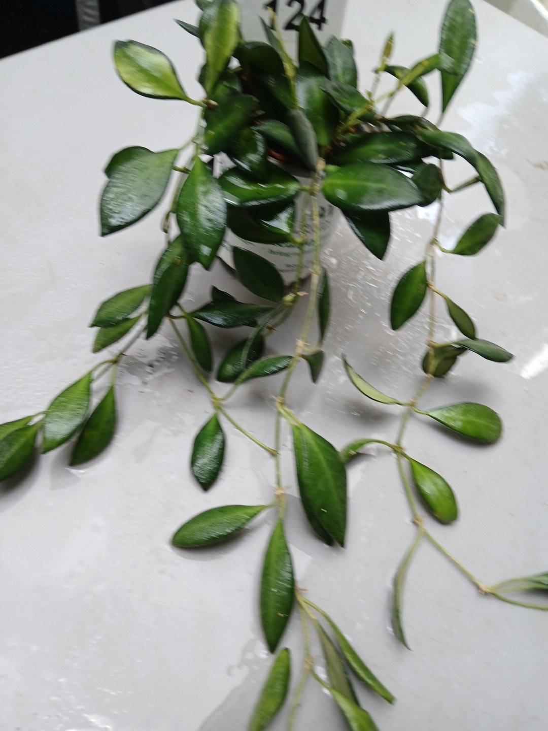 #124- HOYA BURTONIAE VARIEGATED LIVE PLANTS, FULL POT PLANTS,