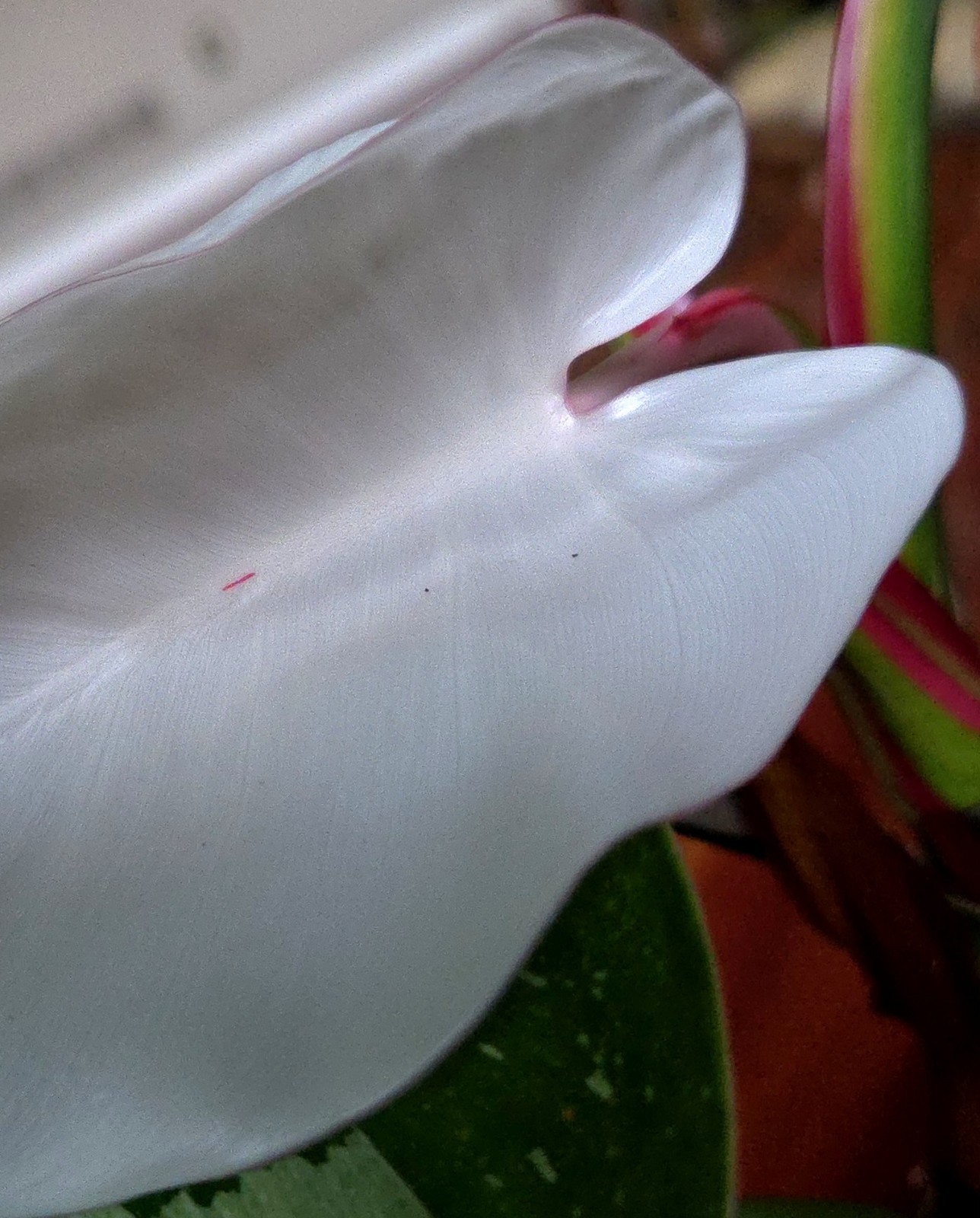 Rare Philodendron White Princess Tricolor 25″ Tall w/ Pups Not Aroid Anthurium