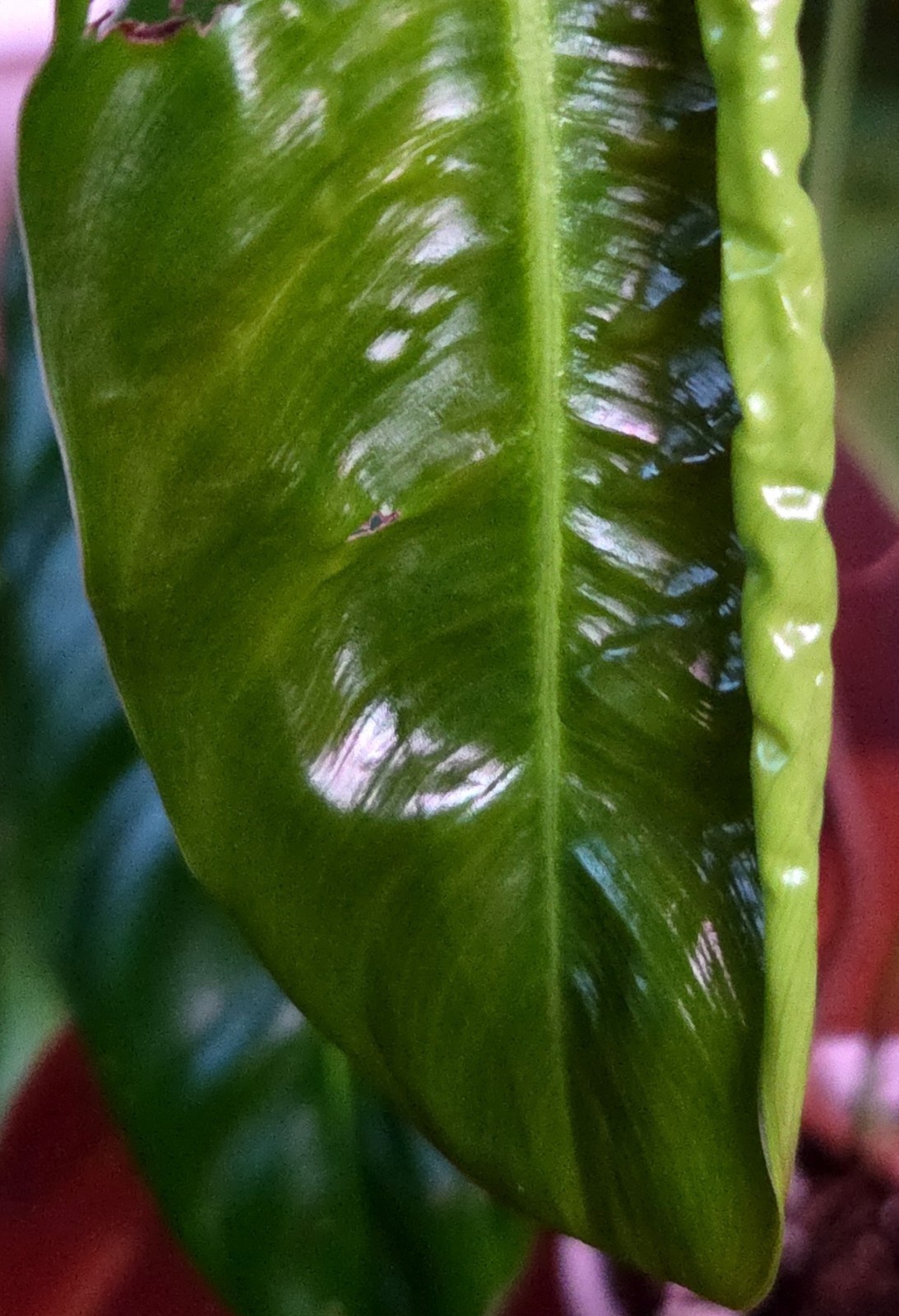 Rare Philodendron Patriciae X Esmeraldense Narrow 22″ Tall No Anthurium Monstera