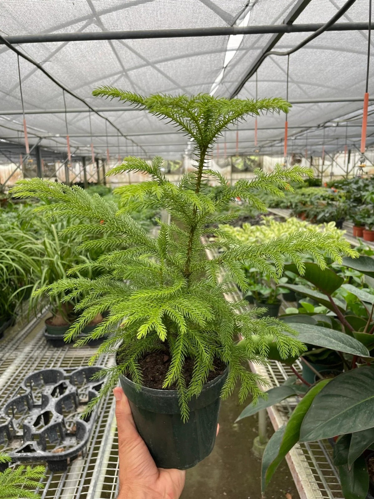 Norfolk ‘Island Pine’