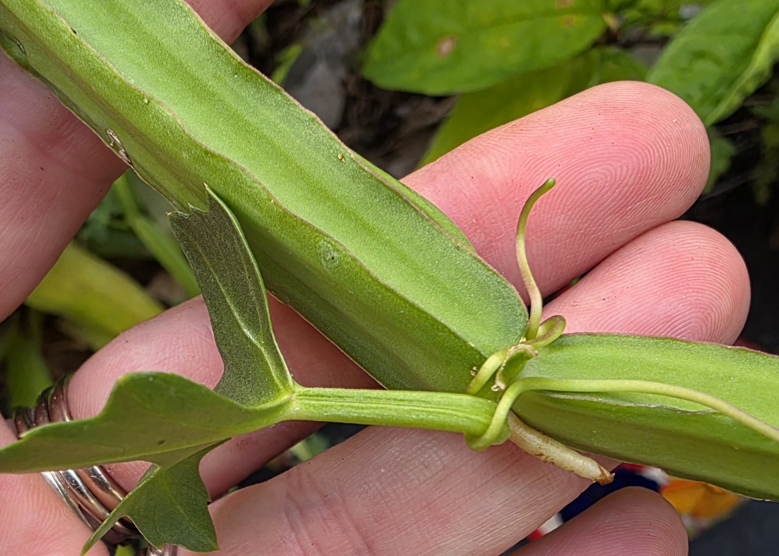 10 Pieces Hadjod live plant Cissus Quadrangularis Vine Veldt Grape Medicinal