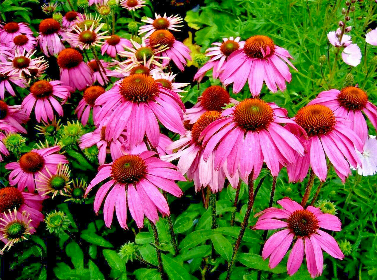 70 Echinacea Rudbeckia Purpurea Purple Coneflower Seeds~NY Botanical Garden Club