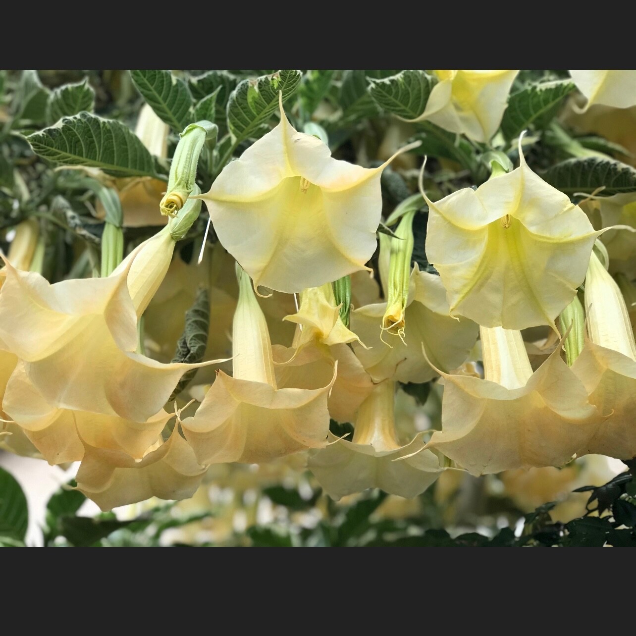 Variegated Brugmansia Angel’s Trumpet Unrooted Plant Cuttings