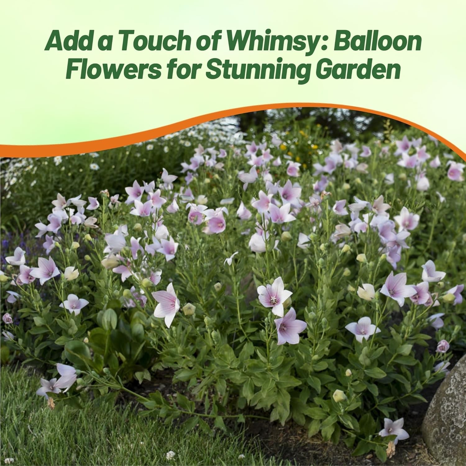 2000 Seeds Balloon Flower Seed – Platycodon Grandiflora Rose Flower Seeds