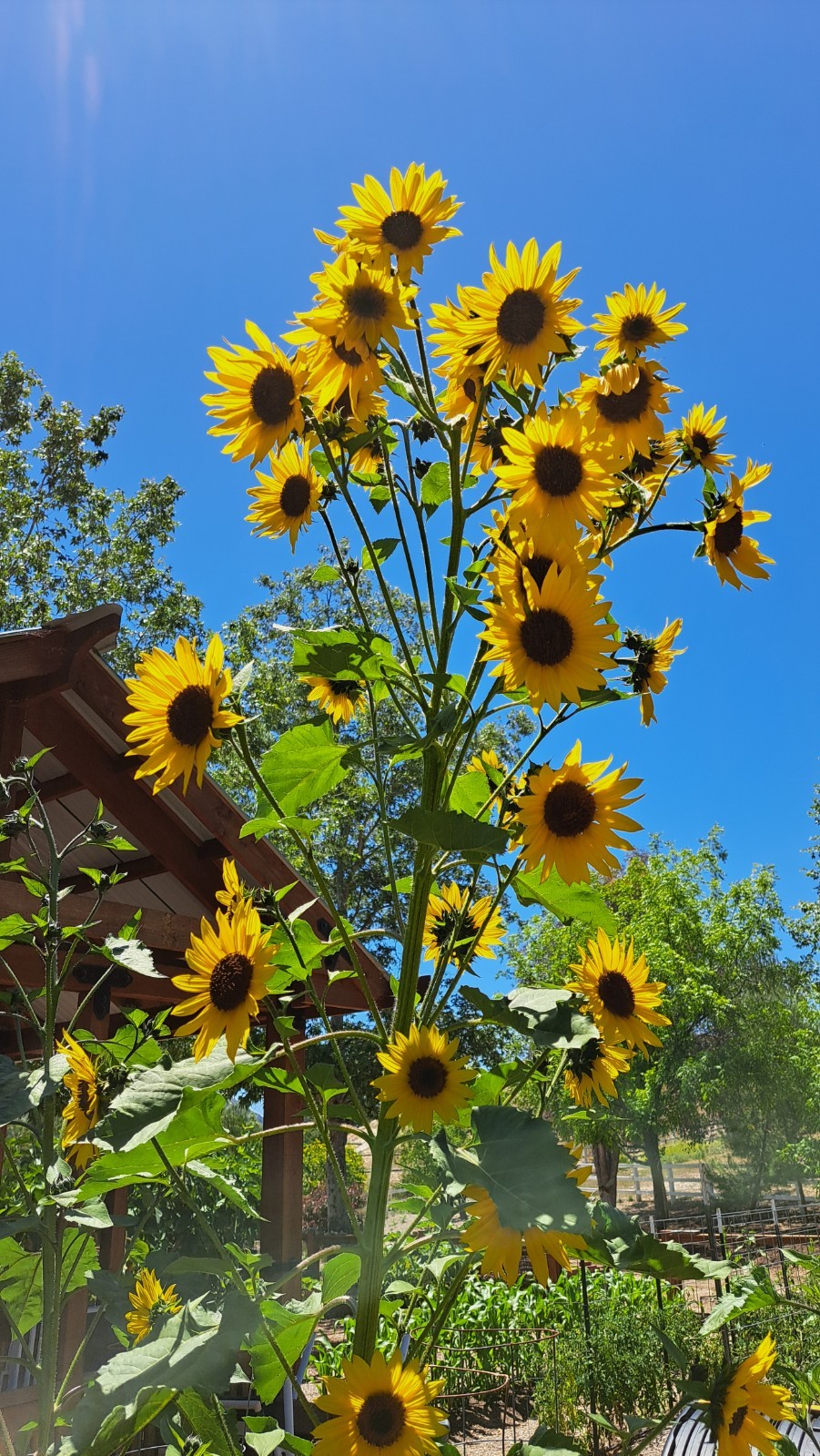 Lot of 12 Dried Sunflower Heads 1″-2″ for Pets Birds Crafts Etc Pesticide Free