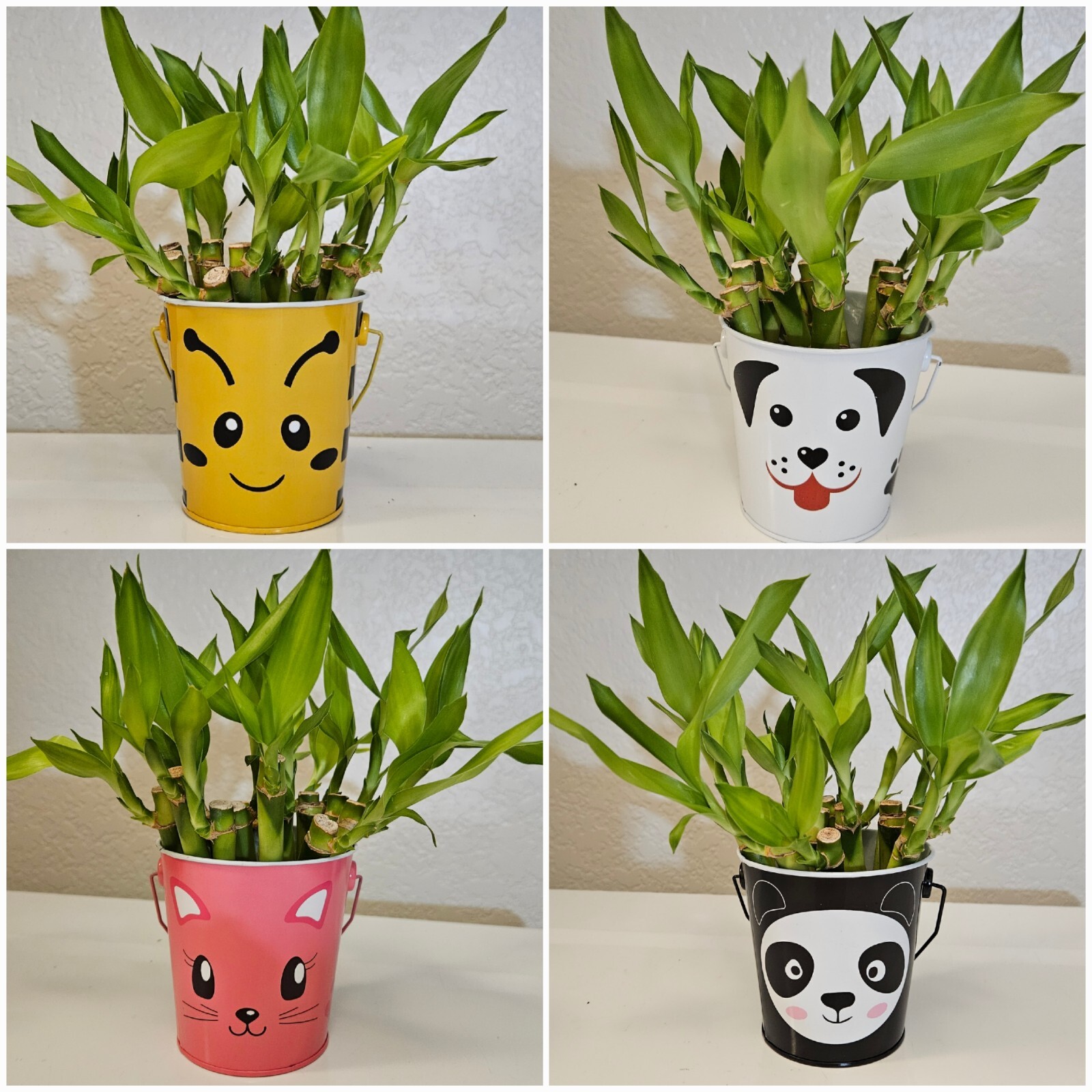 15 LUCKY BAMBOO PLANTS 4″ In Tin Basket, Perfect Holiday Gift, Indoor Perennial