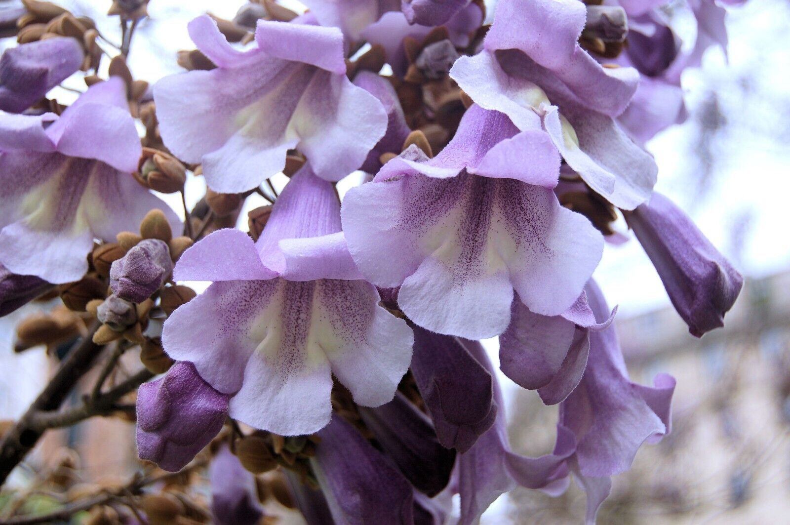 40 Heirloom Tropical Seeds -Empress Tree -Collectors Choice Paulownia
