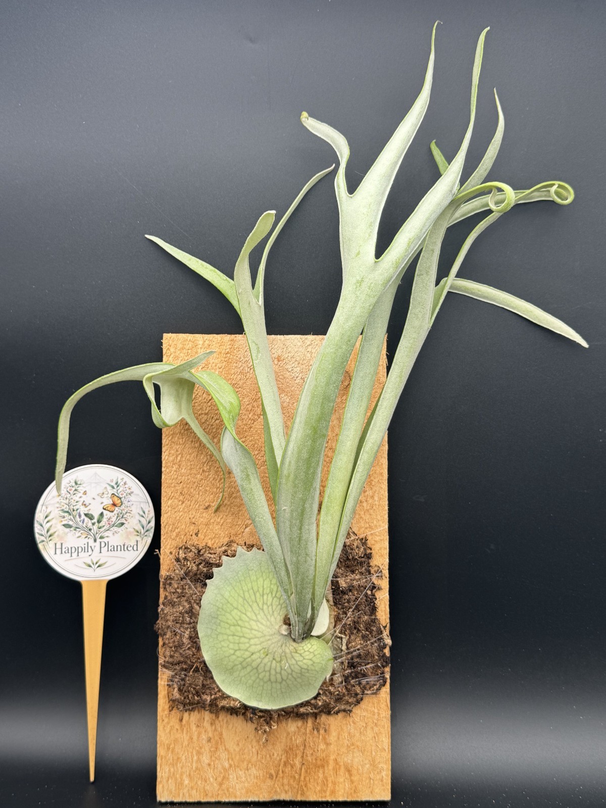 Platycerium Veitchii Mounted Staghorn -Exact Plant – Live Plant – Free Shipping