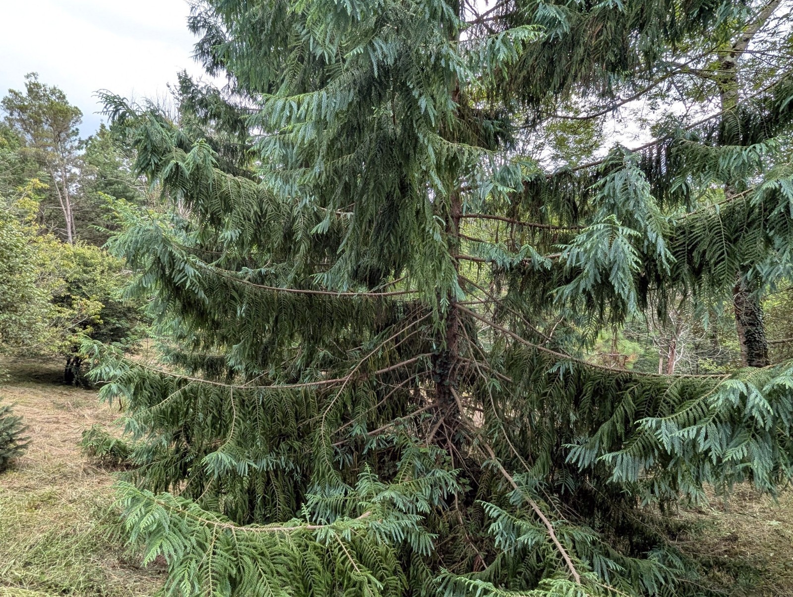 Taiwan Cedar Coffin Tree Seeds (Taiwania cryptomerioides) Rare Evergreen Conifer