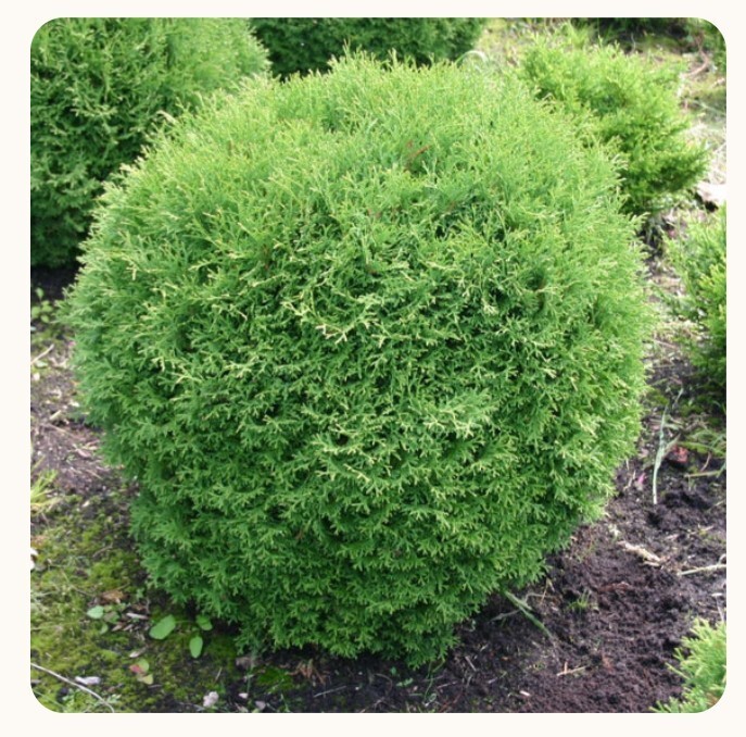 Little Giant Arborvitae Topiary Ball in 2gal Pot 1-2ft H Evergreen Outdoor Plant