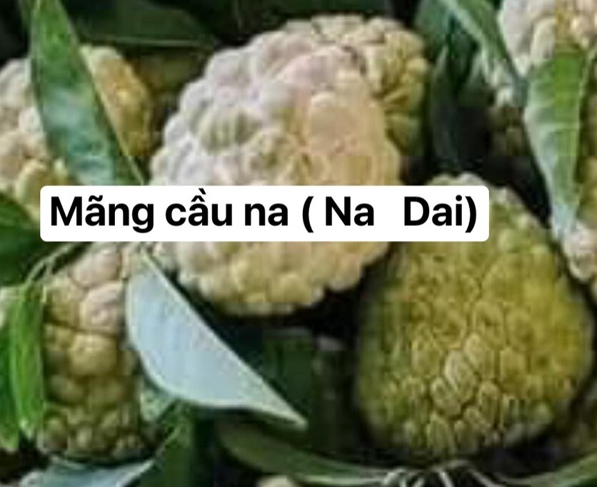 1 Sugar Apple Na Dai( Mãng Cầu Dai) 5” -9” Live Seed Tree-Asian Plant Collection