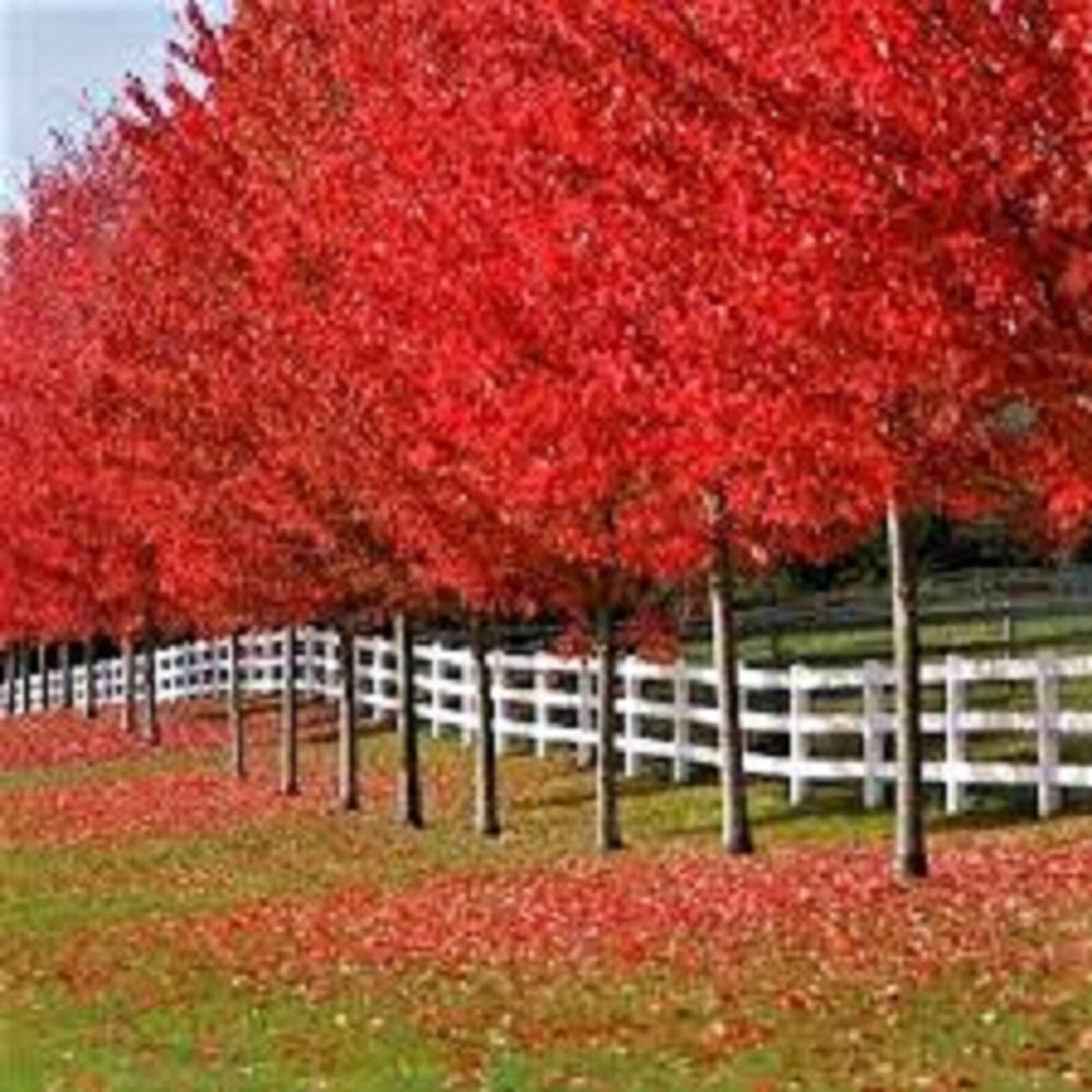 Crimson Red Maple-Bright red leaves in fall. Fast growing! 10 unrooted cuttings