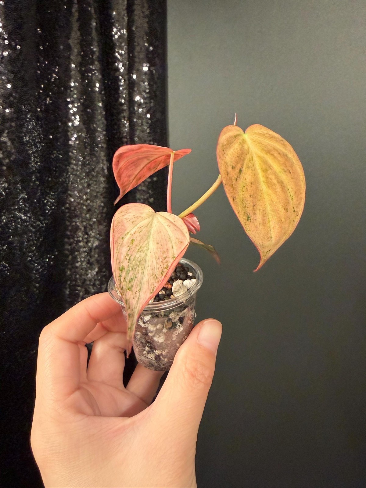 Philodendron Galaxy Dusty Pink Mint Micans, Rooted Top Cutting, US Seller