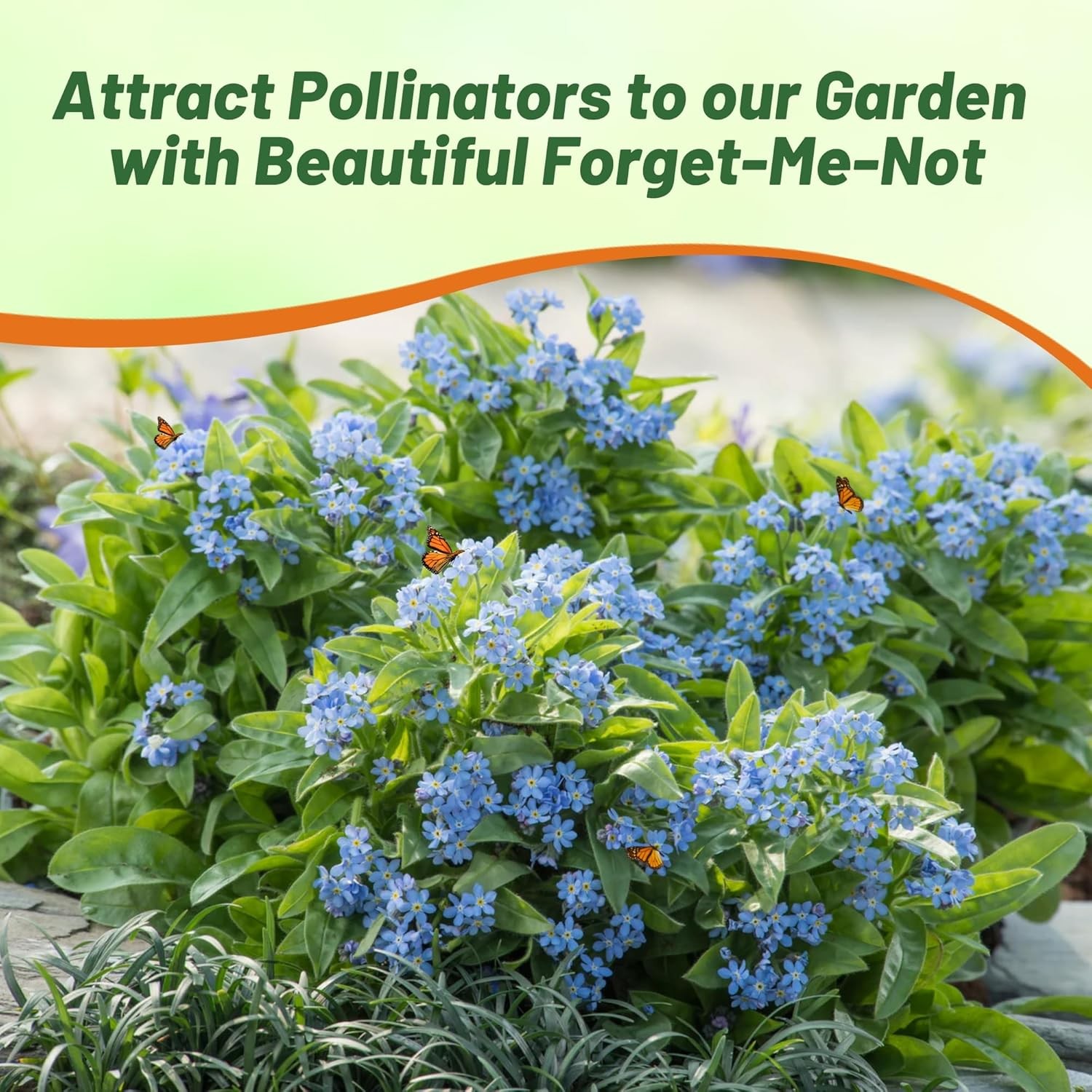 10000 Seeds Blue Forget Me Not Myosotis Seed For Planting – Alpestris Blue