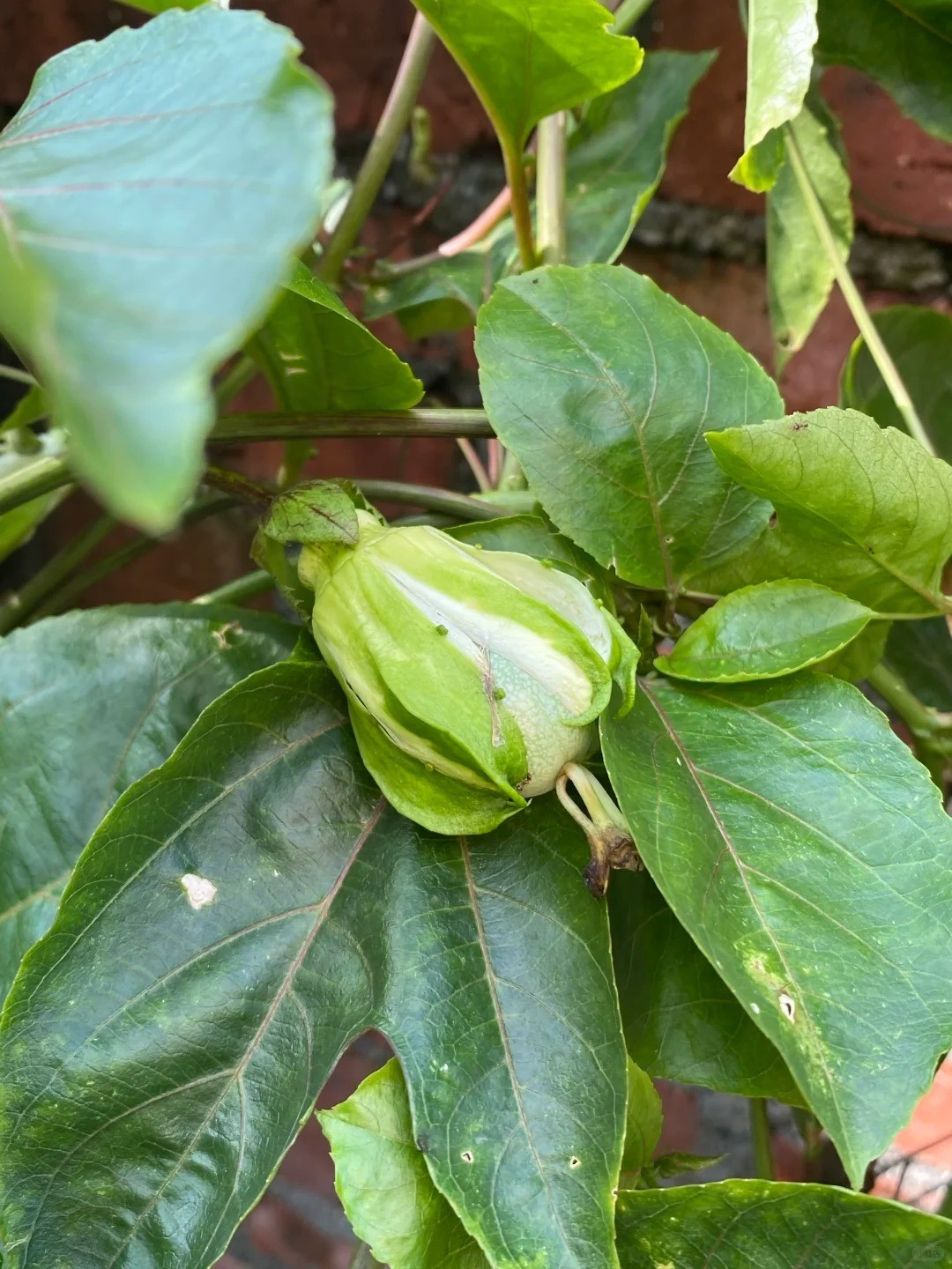 Yellow Passion Fruit Bare Root Sapling, Home Garden