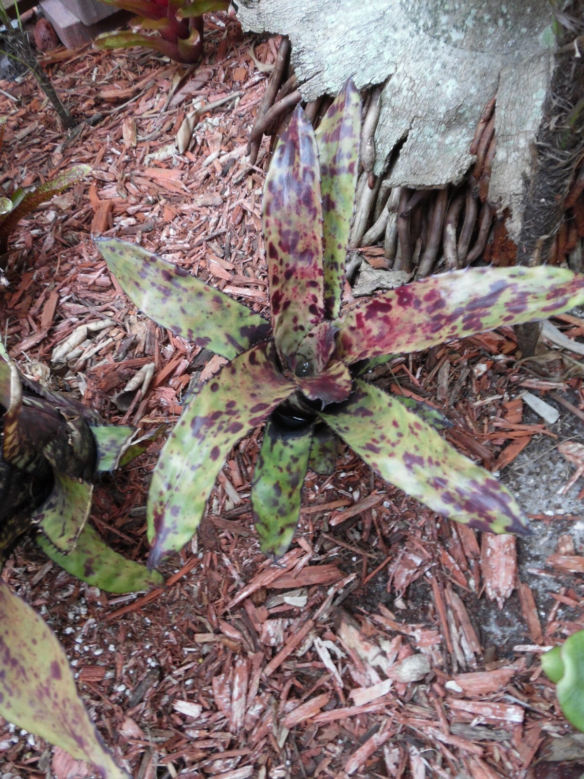 Aechmea ORLANDIANA DARK FORM Bromeliad one tropical plant *MEDIUM*