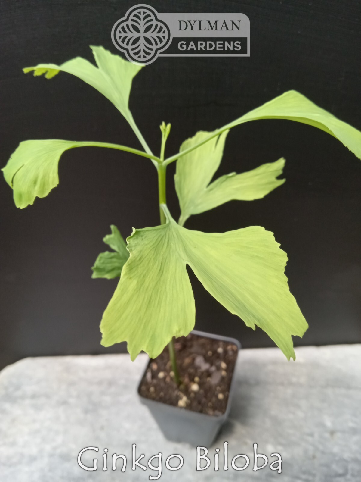 Ginkgo Biloba Tree – Maidenhair Tree – Living Fossil Tree – Multiple Sizes