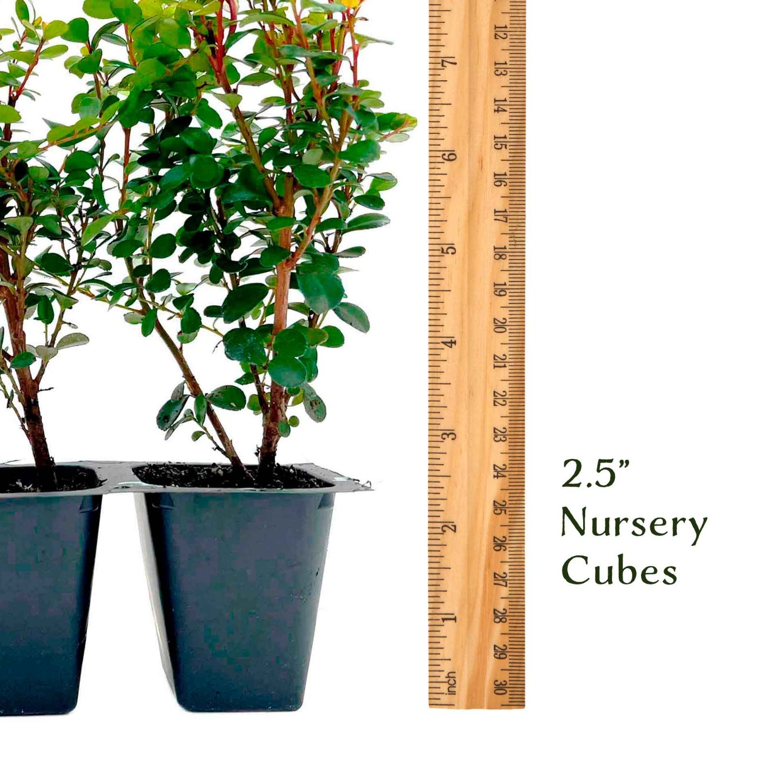 African Boxwood Myrsine (Myrsine africana) in 2.5” Nursery Cubes, Live Shrubs