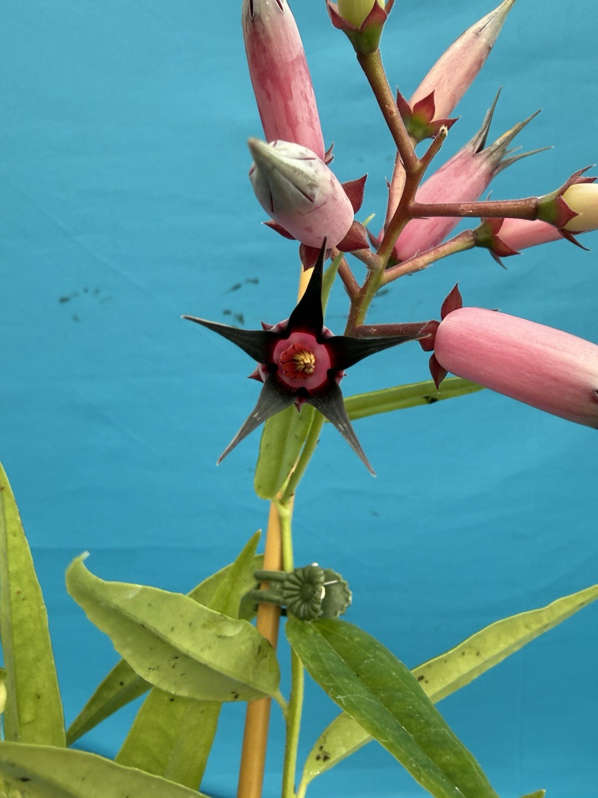 Ceratostema gauchiizacae Black Pink BS Neotropical Ericaceae Blooming 4.5” Pot