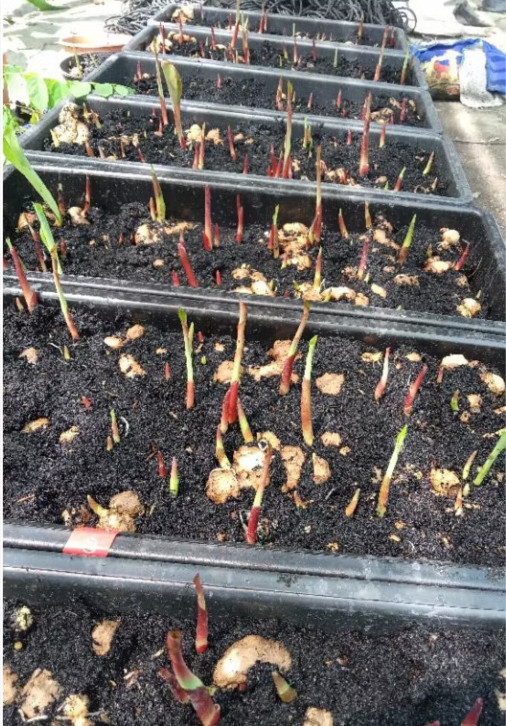 AUTHENTIC Colocasia Thunderstorm 1 bulbs