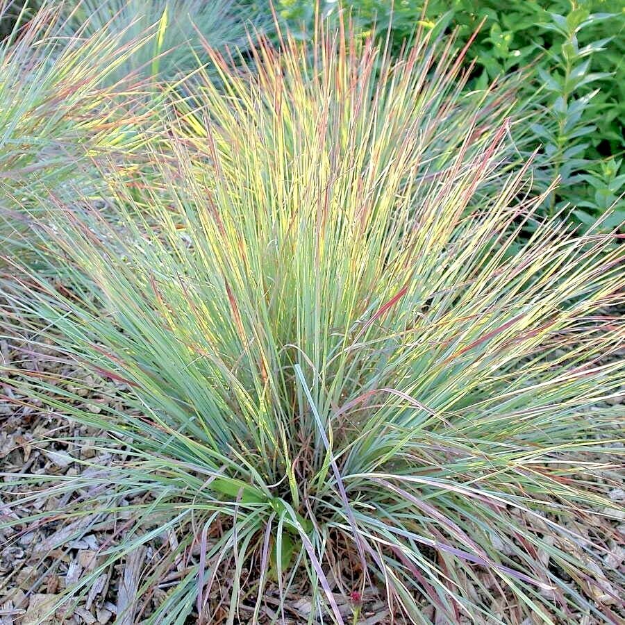500+ LITTLE BLUESTEM Seeds Native Prairie Grass Ornamental Perennial Fall Colors