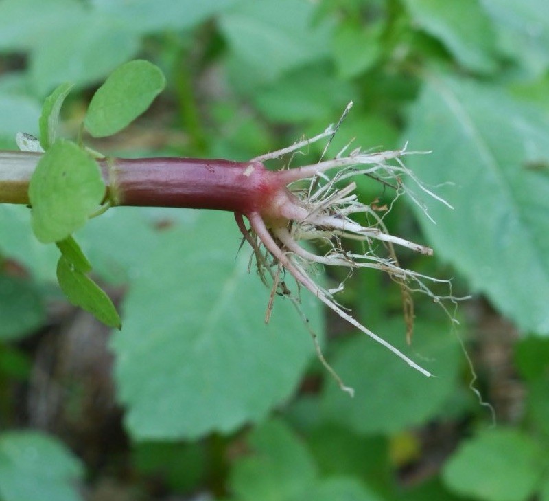 Jewelweed 30 Bare Live Roots For Transplant Native Wildflower Impatiens capensis